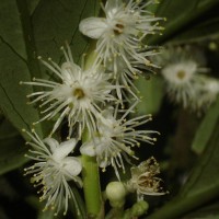 Symplocos acuminata (Blume) Miq.